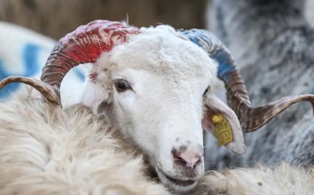 Arefe günü ne zaman, bayram tatili ne zaman başlıyor? 2026 Kurban Bayramı takvimi