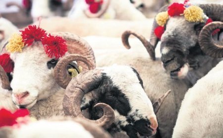 Sokakta kurban kesip, atıkları gömene 29 bin 529 TL ceza