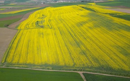 Tekirdağ'da buğday, arpa ve kanolada yüzde 30 verim artışı bekleniyor