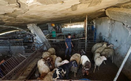 Kurban Bayramı öncesi en durgun sezon! Gazze'de kıtlık büyüyor