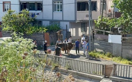 Sokak araları, boş arsalar ve site önlerinde kaçak kurban kesenlere ceza