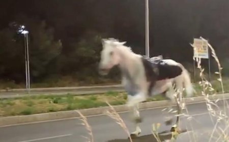 İtalya sokakları karıştı! Resmi tören öncesi kaos: Süvari birliğinin atları kaçtı