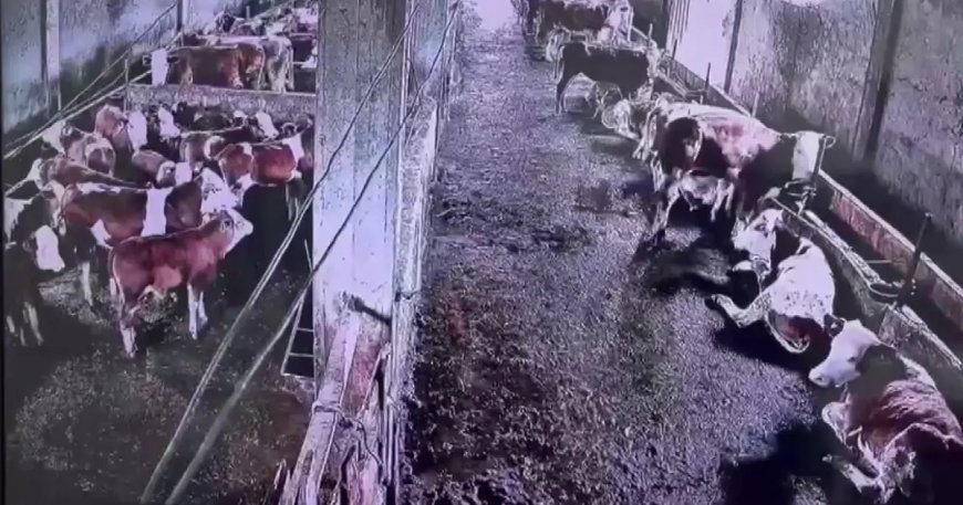 İnsanların hissetmediği depremi inekler hissetti