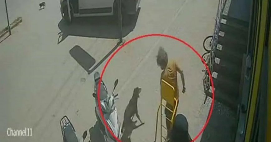 Kedinin üzerine bastı, köpeği tekmeledi