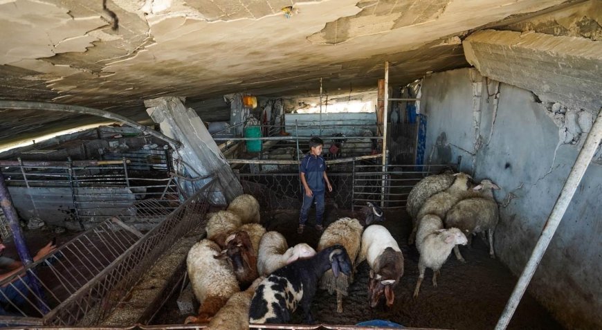 Kurban Bayramı öncesi en durgun sezon! Gazze'de kıtlık büyüyor