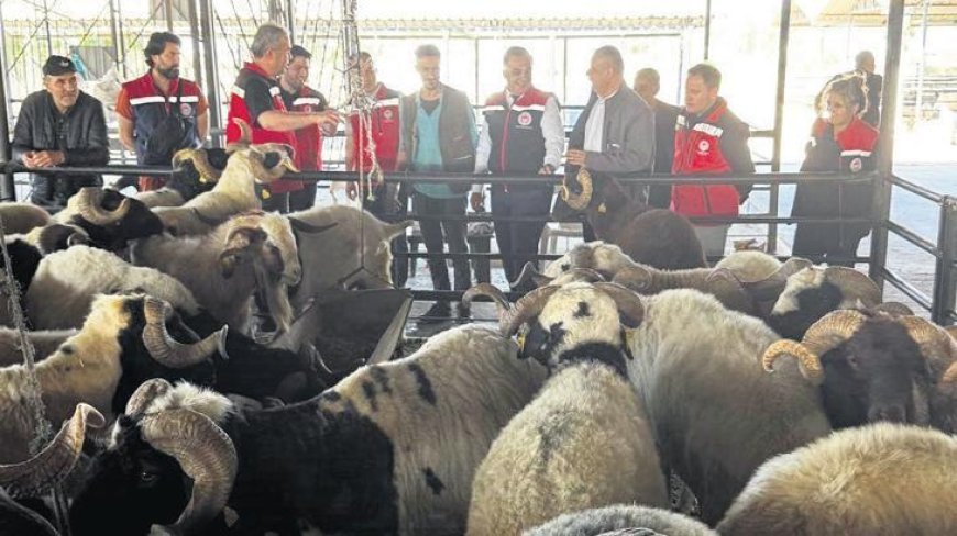 Kurban siz olmayın!