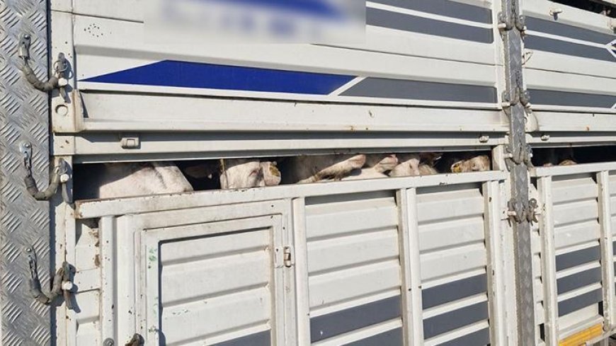 Yer: İstanbul! Kaçak kurbanlık denetiminde 626 bin lira para cezası