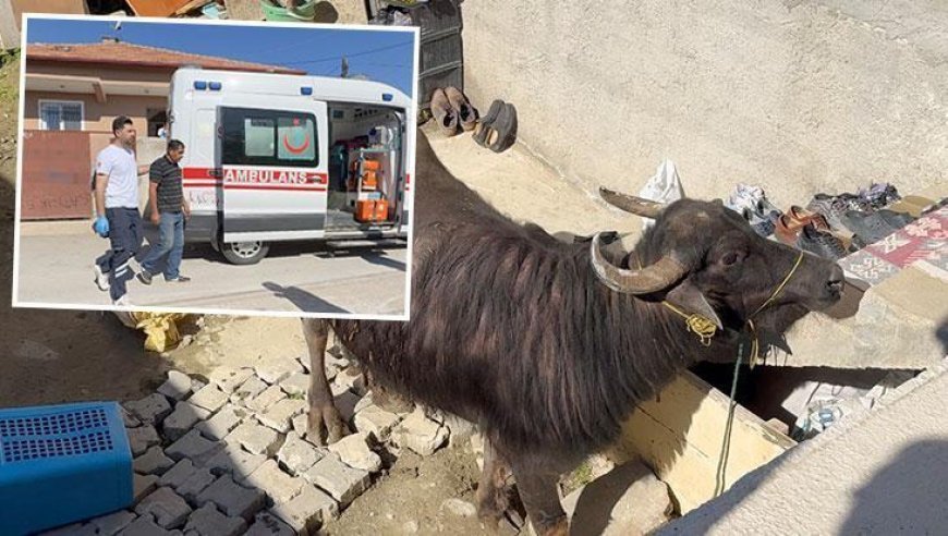 Çorum'da kaçan kurbanlık ortalığı birbirine kattı! Sahibi çareyi bodruma saklanmakta buldu