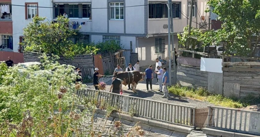 Sokak araları, boş arsalar ve site önlerinde kaçak kurban kesenlere ceza