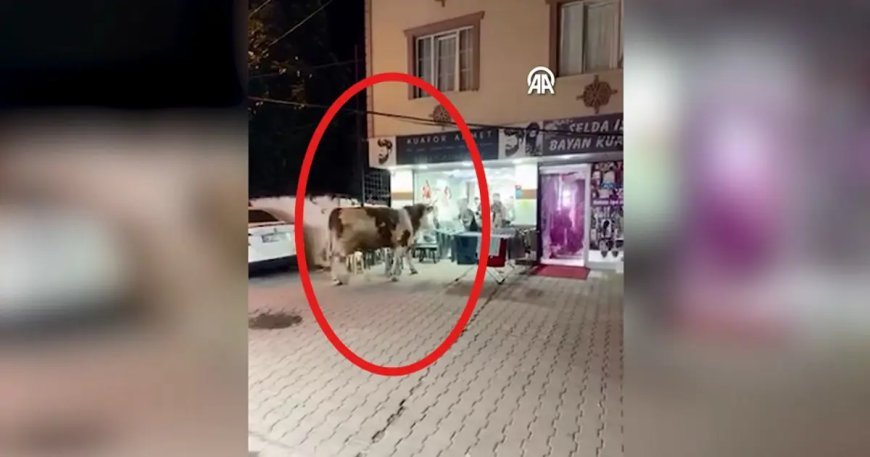 Ortalık savaş alanına döndü: Kaçan kurbanlık camları kırarak kuaför salonuna girdi