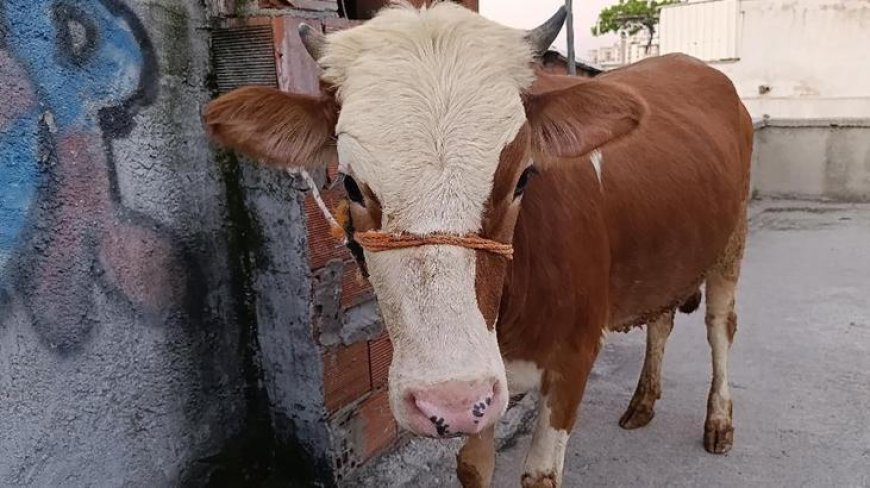 Bursa'da şaşkına çeviren olay! Kurbanlık boğa 6 katlı binanın terasında kesildi