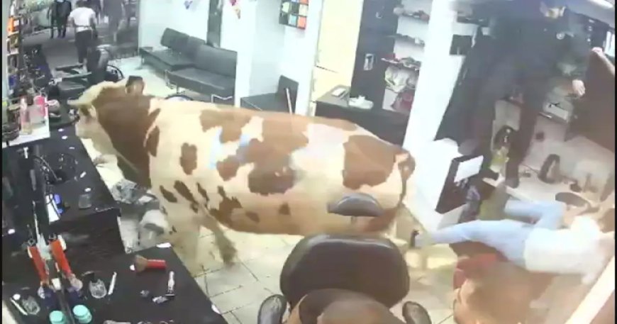 Sultanbeyli'de kurbanlık boğanın kuaför salonuna daldığı anlar kamerada