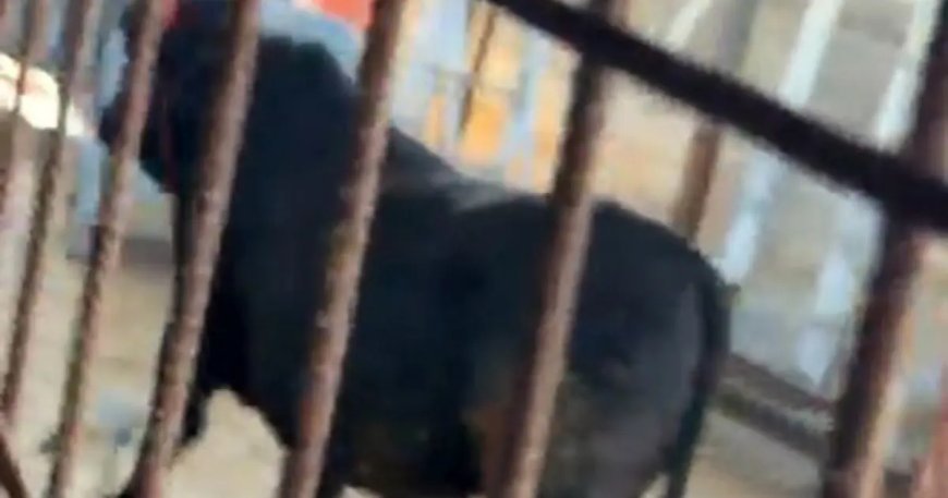 Kaçmaya çalışan kurbanlık dana zor anlar yaşattı