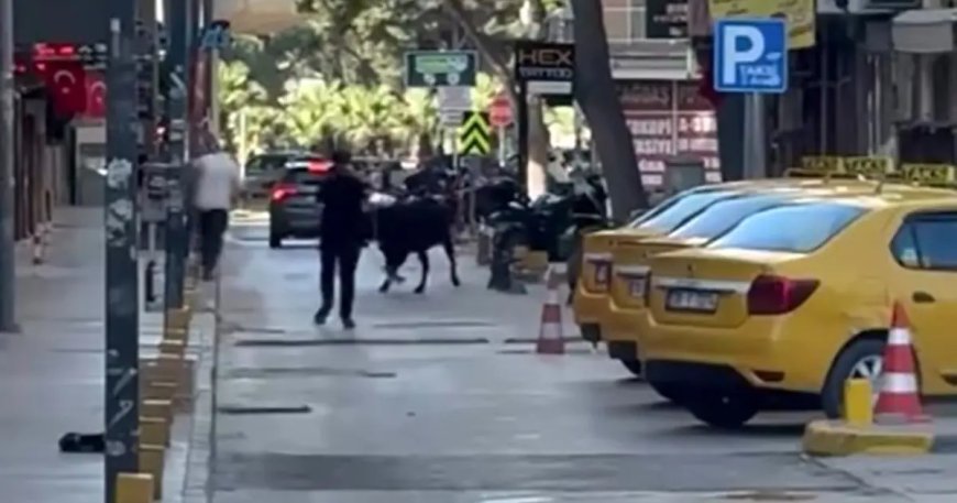 Sahibinin elinden kaçan dana korku dolu anlar yaşattı