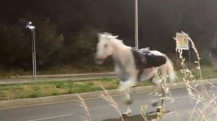 İtalya sokakları karıştı! Resmi tören öncesi kaos: Süvari birliğinin atları kaçtı
