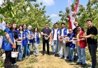 Tekirdağ'da genç gönüllüler kiraz hasadına katıldı