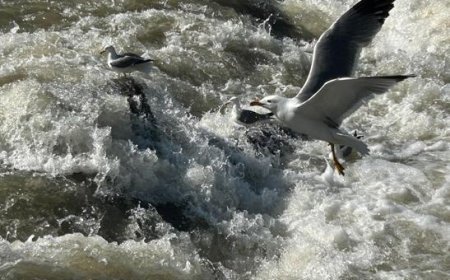 Her yıl milyonlar izliyor! Van’daki inci kefalleri bu yıl da görenleri büyüledi