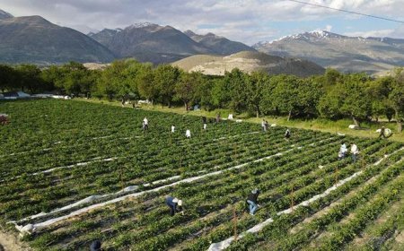 Tarlada yeni konsept: Yediğin senin, topladığın benim