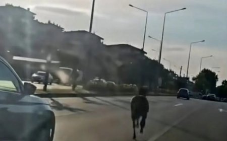 Başıboş at ana yolda trafiği tehlikeye attı