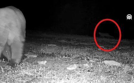 Doğa tutkunu genç fotokopanlarla yaban hayatının izini sürüyor