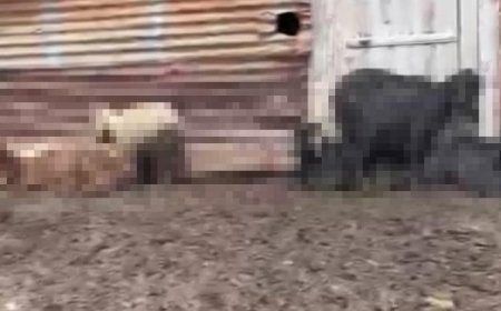 Onlarca hayvan telef olmuştu! Adana'daki gizemli ölümlerin nedeni belli oldu!