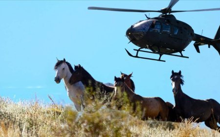 'Yabani at' tartışması ölüm tehditlerine döndü, kasaba karıştı! 'Helikopterlerden vurularak öldürülüyorlar'