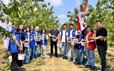 Tekirdağ'da genç gönüllüler kiraz hasadına katıldı