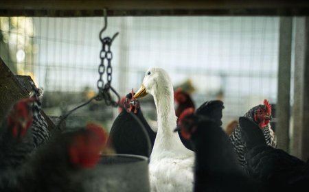 Ölüm oranı yüzde 97’ye ulaştı! Salgın felakete dönüştü