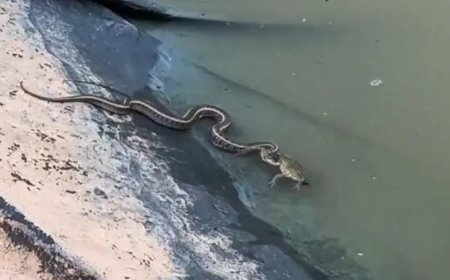 Su yılanının kurbağa avı başarısız oldu