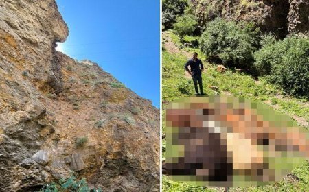 Tek saldırı, 26 telef! Yabani hayvanı görünce kayalıklardan atladılar