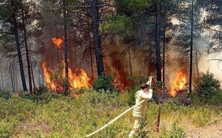 Bursa'da çıkan orman yangını kontrol altına alındı