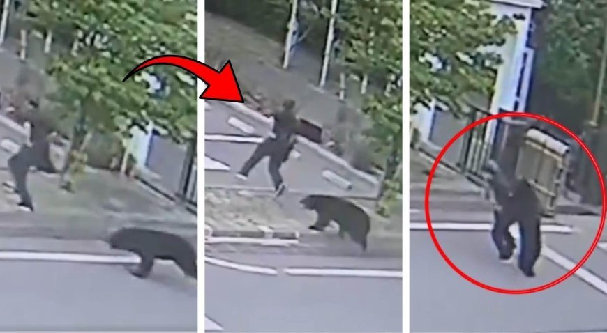 Japonya'da ayı kabusu eğitime ara verdirdi! Polisten OHAL açıklaması: Yaralılar var