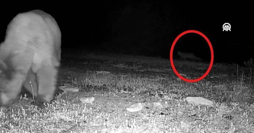 Doğa tutkunu genç fotokopanlarla yaban hayatının izini sürüyor