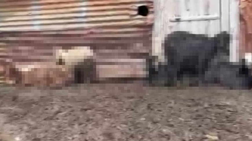 Onlarca hayvan telef olmuştu! Adana'daki gizemli ölümlerin nedeni belli oldu!