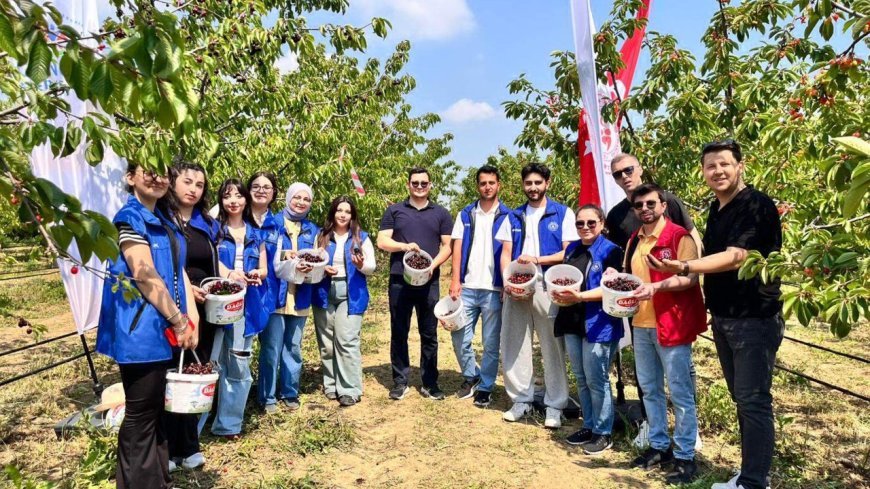 Tekirdağ'da genç gönüllüler kiraz hasadına katıldı