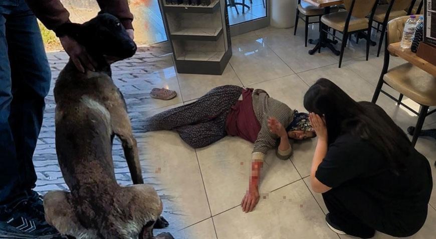 Dinlenme tesisinde can pazarı! Başıboş köpek kadının kolunu kopardı