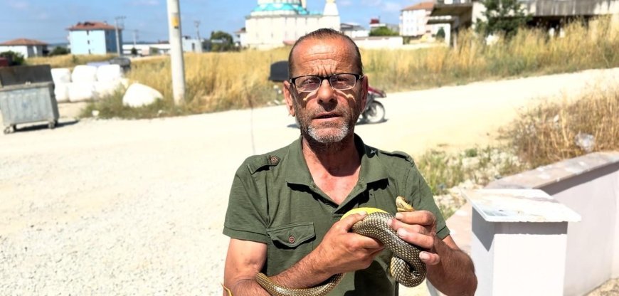 Sakarya’da yılan görünce tek bir isim akıllara geliyor! Çıplak elleriyle yakalayıp doğaya bırakıyor