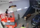 Ümraniye’de kaçan boğa dükkana girdi. Kısa süreli panik kamerada