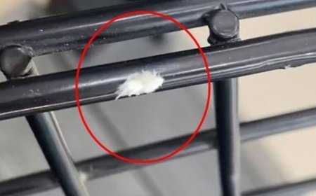 ‘Dikenli dantel böceği’ kamerada! Bursa'da görüntülendi