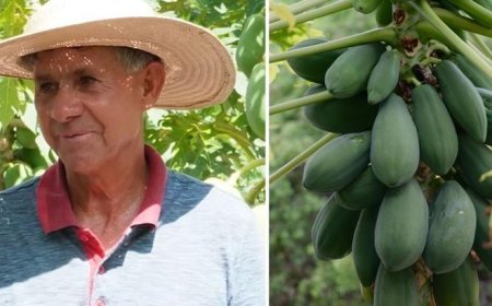 Pazarda gördü, hayatı değişti! Kiraladığı arazide her ay tonlarca hasat ediyor, paraya para demiyor