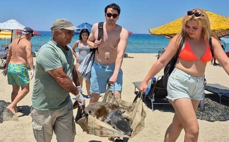 İki ilde 3 deniz kaplumbağası ölü bulundu