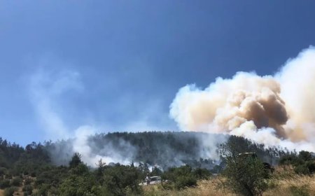 Balıkesir'de orman yangını
