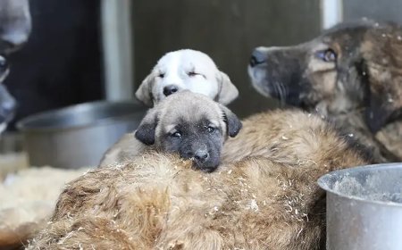 Veterinerlerden sokak hayvanı sahiplenenlere önemli uyarı