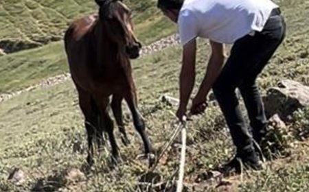 Yılkı atları için kurulan tuzaklar imha edildi