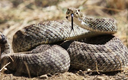 Kargo paketinin altından yılan çıktı! 3 yaşındaki çocuk ölümle burun buruna geldi