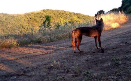 Ganos Dağı'nda yaban hayatı fotokapana yansıdı