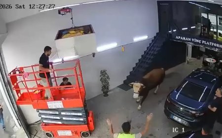 Ümraniye’de kaçan boğa dükkana girdi. Kısa süreli panik kamerada