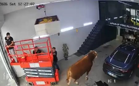 Kaçan boğa sanayi sitesinde dükkana girdi