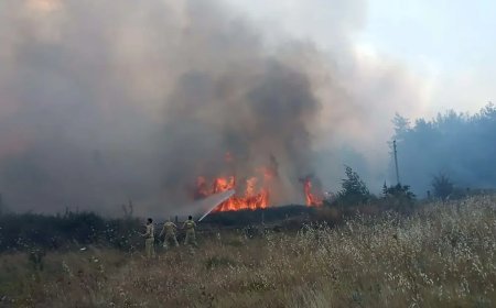 Muğla'da orman yangını. 5 hektar ziraat ve orman alanı zarar gördü