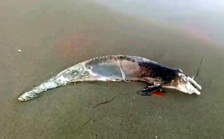 Tekirdağ’da ölü yunus kıyıya vurdu